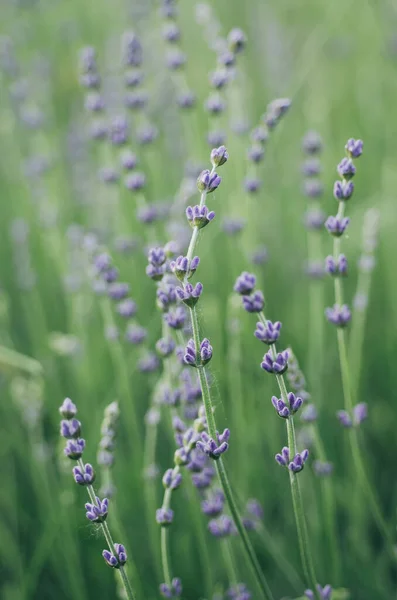 Lavanda hermosas flores — Foto de Stock