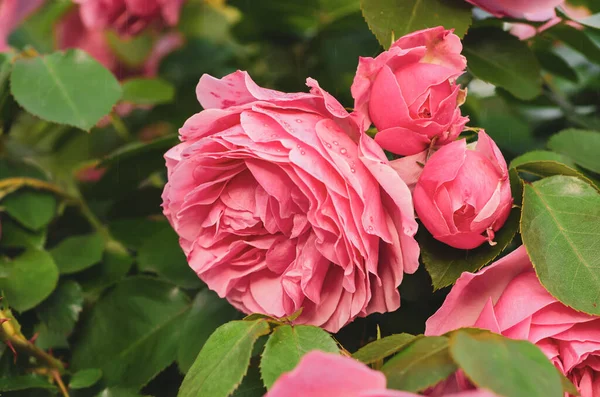 Троянди рожеві сад — стокове фото