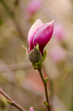 Manolya çiçeği goncası