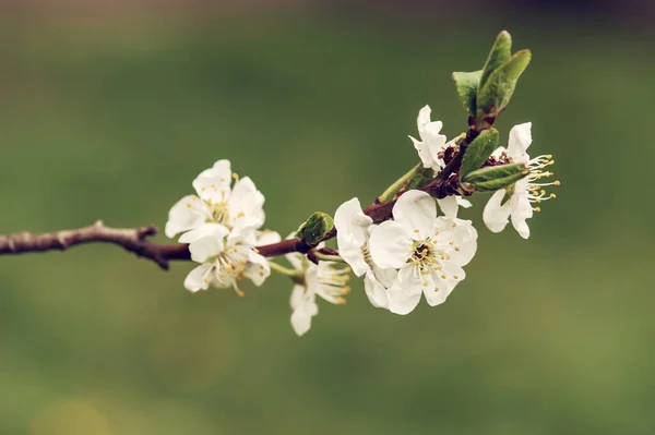 Cherry flowers frame — Stock Photo, Image