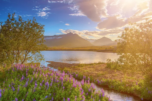 Lupine květiny na Islandu — Stock fotografie