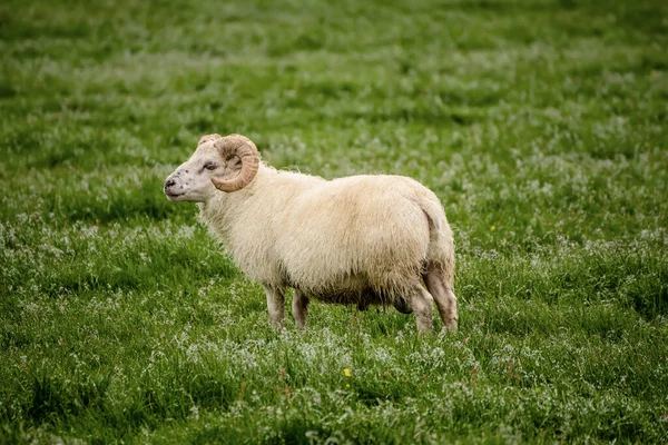 Pâturage des moutons en Islande — Photo