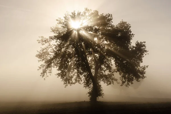 Un seul arbre dans le brouillard — Photo