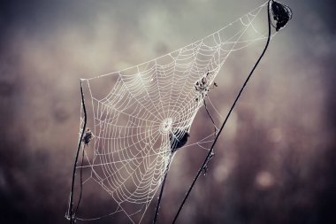 Sonbahar kuru bitkisi