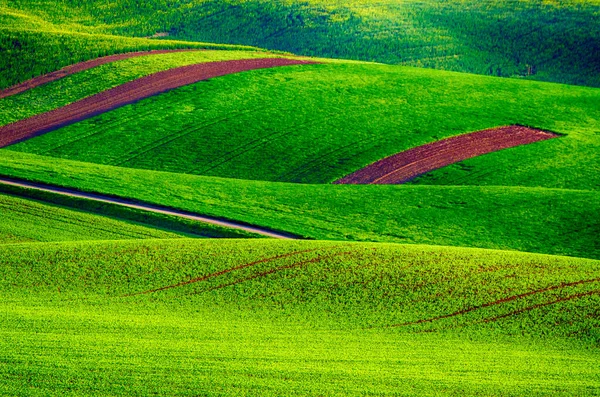 Grünes Gras Feld Hintergrund — Stockfoto