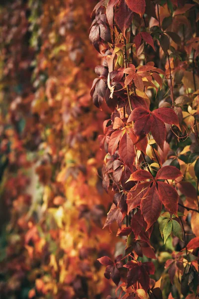 Wild grape red leaves — Stock Photo, Image