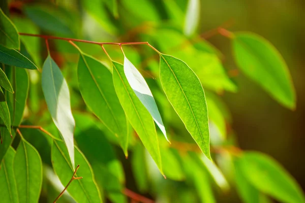 Feuilles vertes d'eucalyptus — Photo