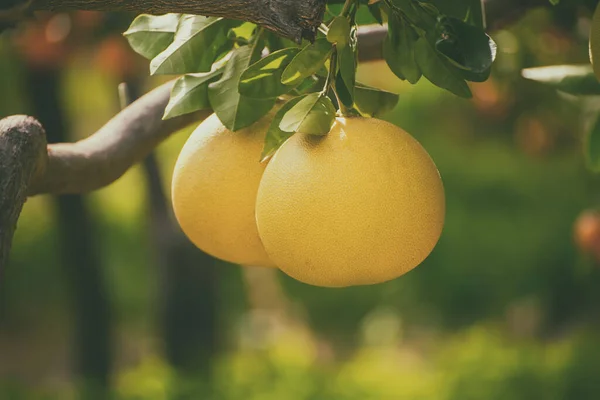 Φρούτα Pomelo στον κήπο — Φωτογραφία Αρχείου