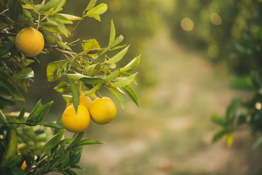 Mandalina güneşli bahçe