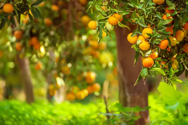 Mandalina güneşli bahçe — Stok fotoğraf