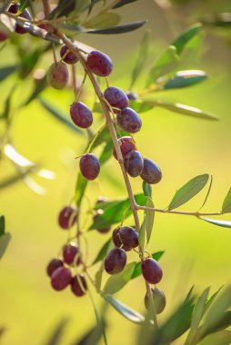 Meyveli zeytin ağacı