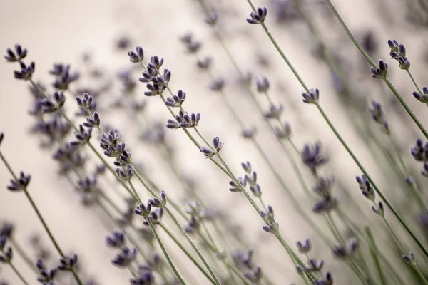 Lavender beautiful flowers — Stock Photo, Image