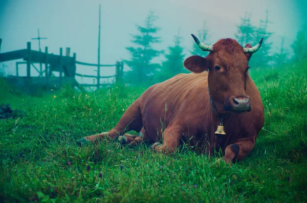 乳牛牧草地で横になっています。 — ストック写真