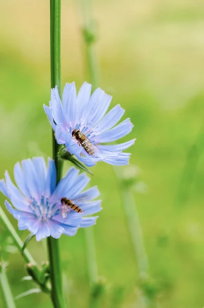 Flor de achicoria en la naturaleza — Foto de Stock