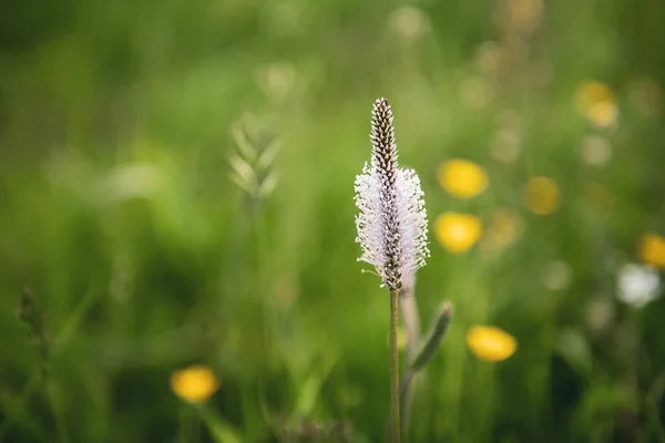 Wiosna białe kwiaty — Zdjęcie stockowe