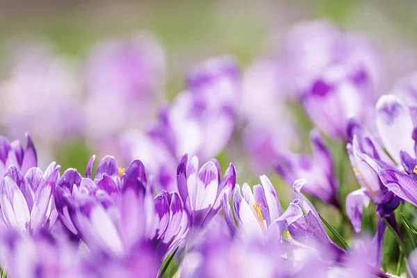 Voorjaarskrokusbloemen — Stockfoto