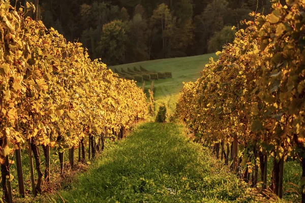 Rangée de vignobles en Slovénie — Photo