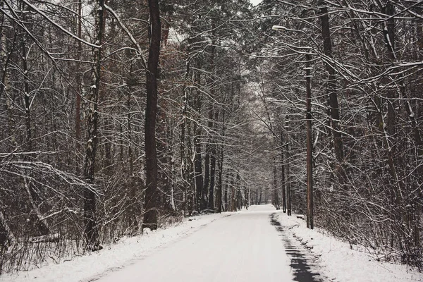 Bosque de invierno con camino — Foto de Stock