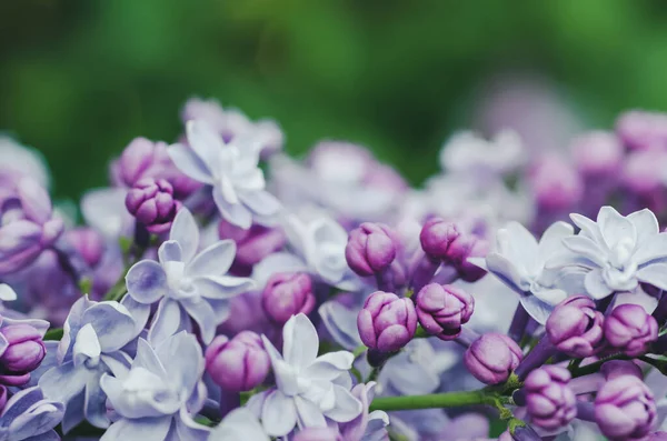 Lilac blommor makro — Stockfoto