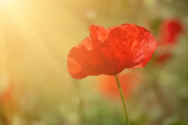 Amapola roja de primavera —  Fotos de Stock