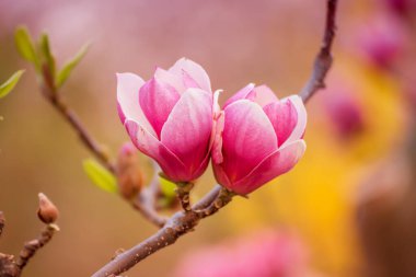 Magnolia bahar çiçekleri