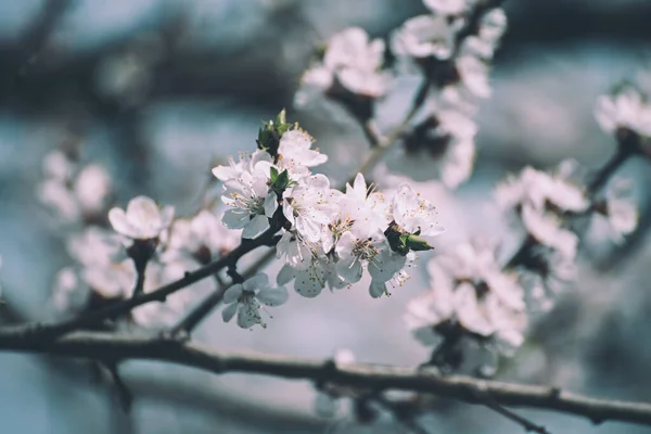 Flores de albaricoque —  Fotos de Stock