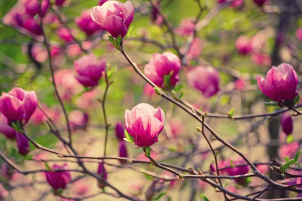 マグノリアの春の花 — ストック写真