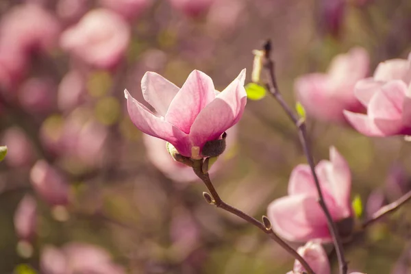 Magnolia wiosenne kwiaty — Zdjęcie stockowe