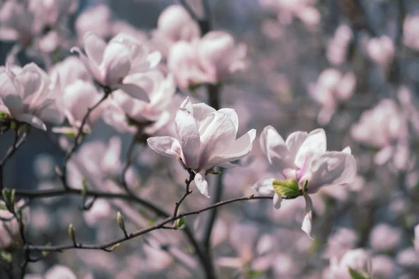Магнолія Весняні квіти — стокове фото