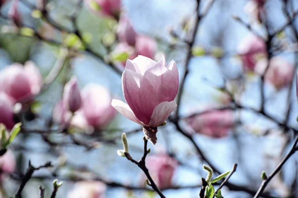 Magnolia wiosenne kwiaty — Zdjęcie stockowe