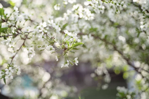 Рамка из цветов вишни — стоковое фото