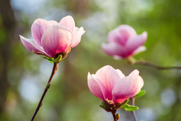 Magnolia tavaszi virágok — Stock Fotó