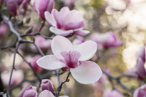 Magnolia flores de primavera — Foto de Stock