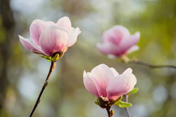 Magnolia lentebloemen — Stockfoto