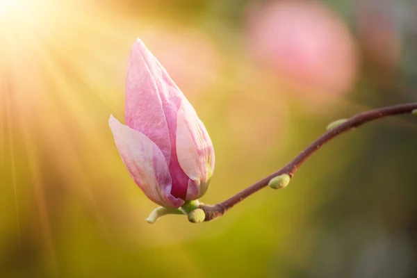 Gemme di fiori di Magnolia — Foto Stock