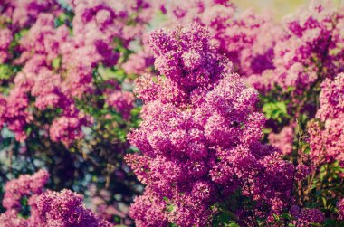 Bahar leylak çiçekleri