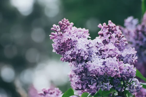 Flores lilás primavera — Fotografia de Stock