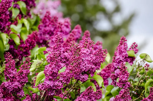 Spring lilac flowers — Stock Photo, Image