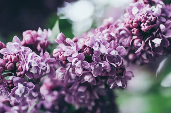 Flores lilás primavera — Fotografia de Stock