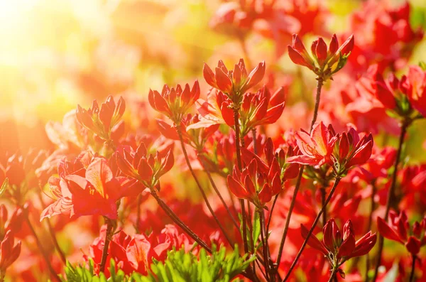 Rhododendron och azaleor i trädgården — Stockfoto