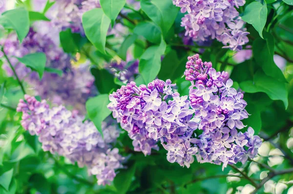 Spring lilac flowers — Stock Photo, Image