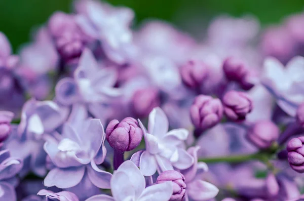 丁香花宏观 — 图库照片