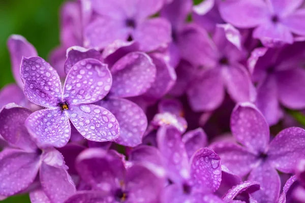 ライラックの花マクロ — ストック写真