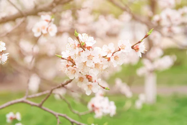 Apricot tree blossoms — Stock Photo, Image