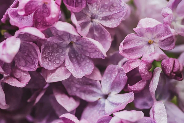 Makro Lilac květin — Stock fotografie