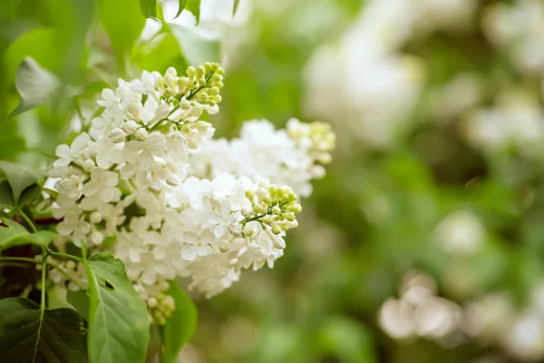 Primavera lila flores blancas —  Fotos de Stock