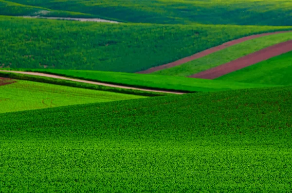 Fondo de campo de hierba verde — Foto de Stock