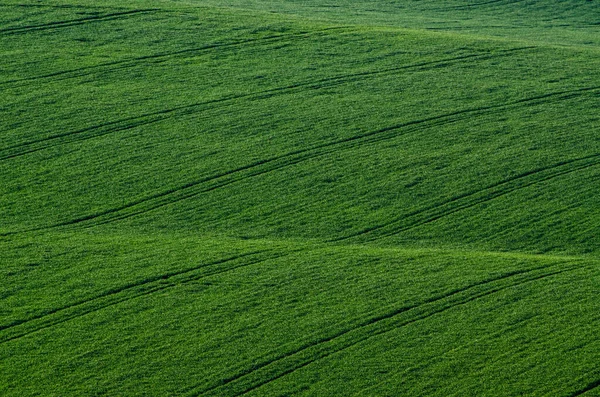 緑の草原の背景 — ストック写真