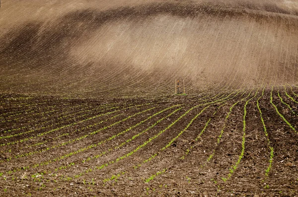 Erdig-abstrakter Hintergrund — Stockfoto