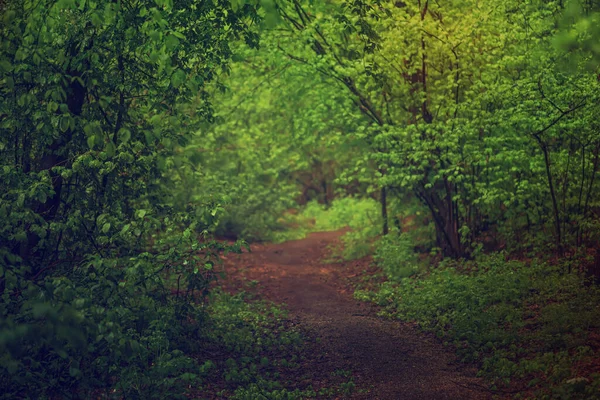 Floresta escura temperamental — Fotografia de Stock